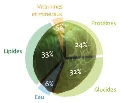 graine chanvre répartition protéines, glucides, lipides, minéraux et eau dans la graine de chanvre